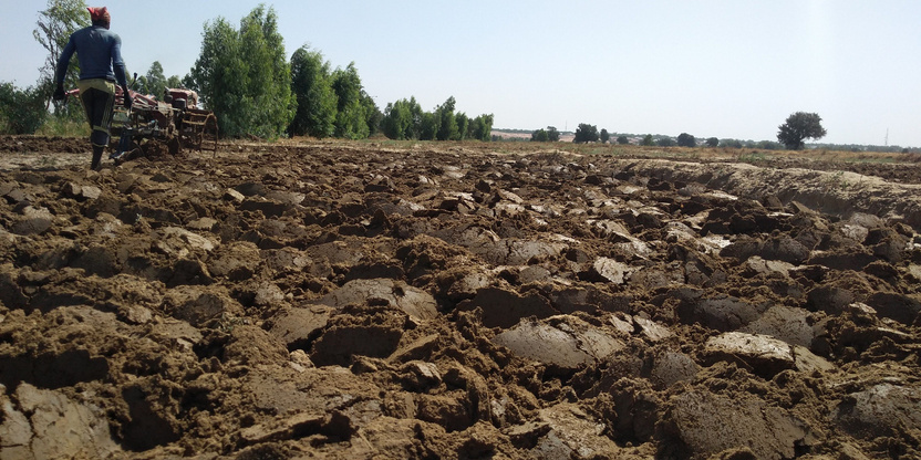 Argungu Rice Sourcing Project