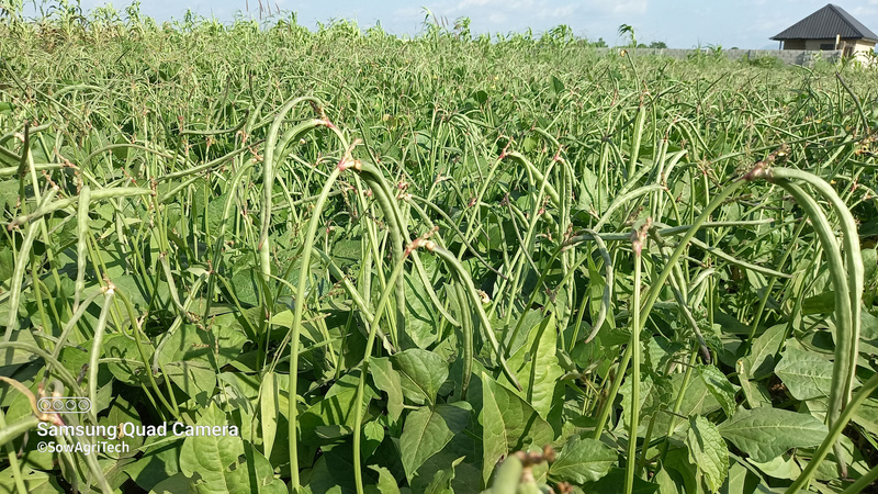 Groundnuts close up VAMP