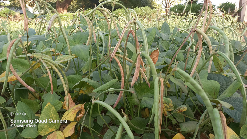 SowAgriTech farm view